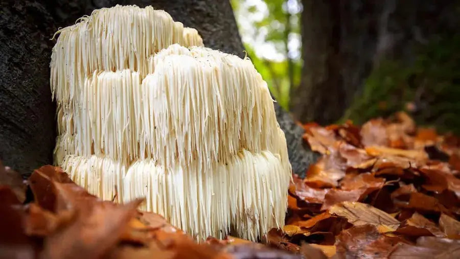 Exploring Lion's Mane: The Supplement for Brain Health – Adapt