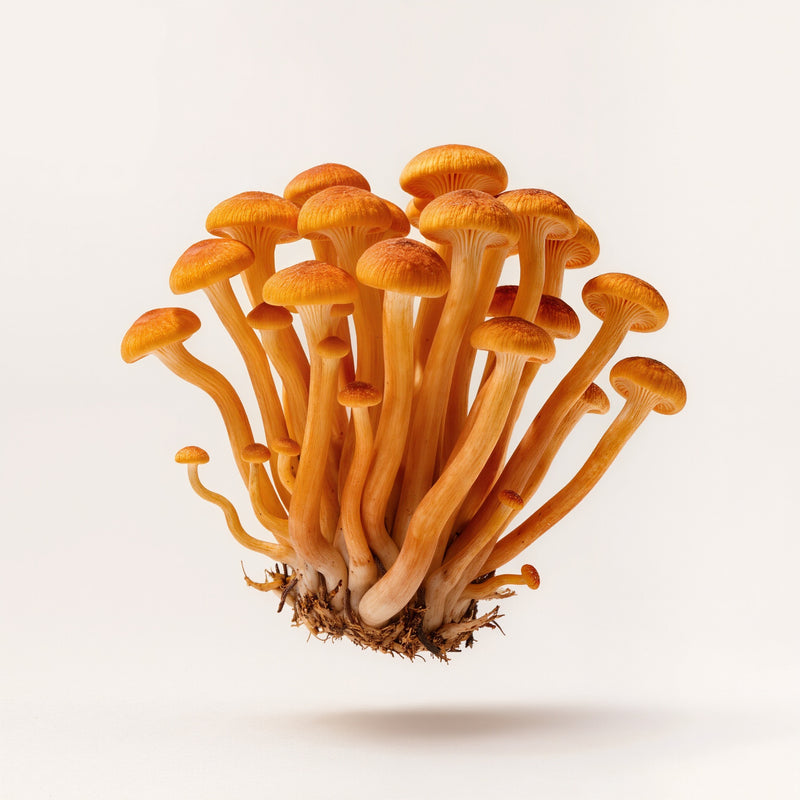 Cordyceps